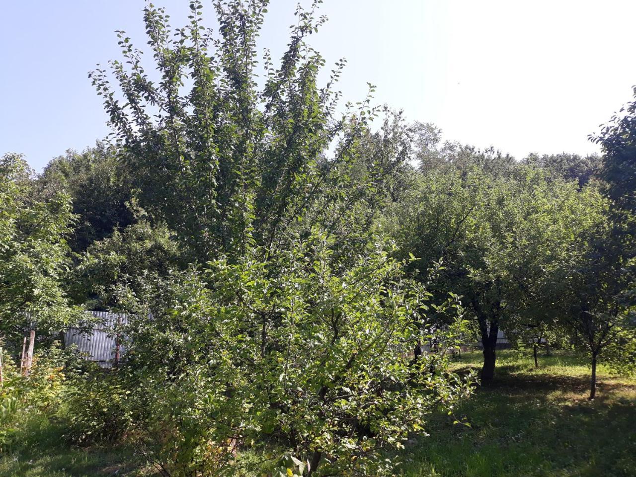 Котедж "Лісовий Затишок" Glubokoye المظهر الخارجي الصورة